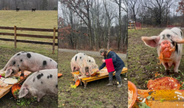 Two 700-Pound Pigs Get To Pig Out On Fancy Spaghetti Dinner