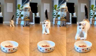 Awwww: Cat With Bent Front Paws Uses Them To Ski Across Hardwood Floor