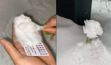 How To Make A Rose Out Of Snow