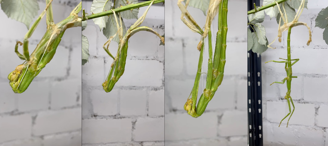 Timelapse Of A Stick Insect Molting Its Old Skin