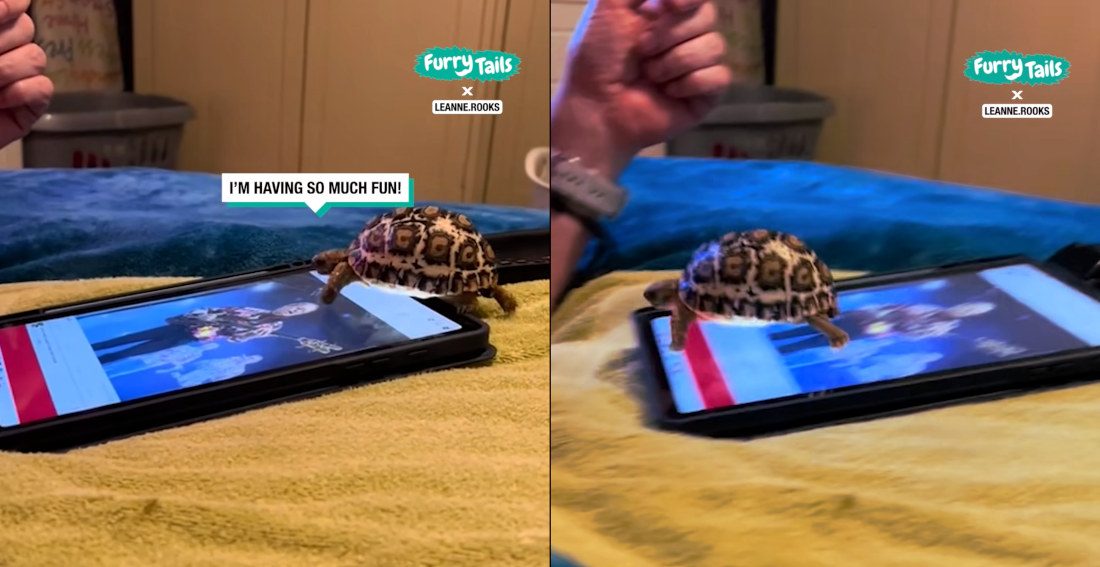 Baby Tortoise Repeatedly Rides iPad Like A Slide