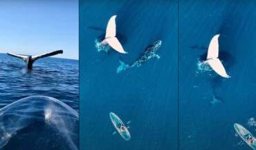 Kayaker Spots Whale Feeding Its Calf With Tail Suspended Straight Up In The Air