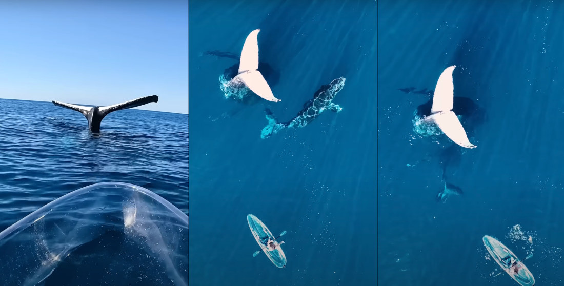 Kayaker Spots Whale Feeding Its Calf With Tail Suspended Straight Up In The Air