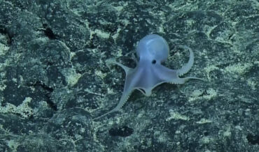 Underwater Rover Stumbles Across Recently Discovered Casper The Ghost Octopus