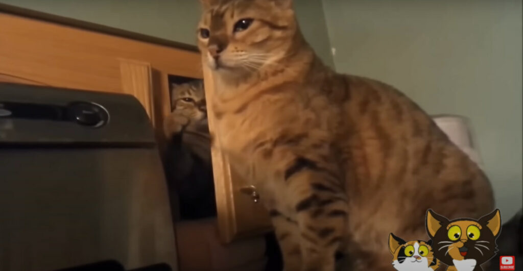 A 6-Minute Compilation Of Cats Being Jerks