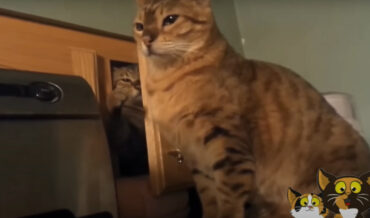 A 6-Minute Compilation Of Cats Being Jerks
