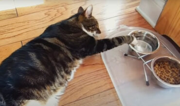 A Compilation Of Comfortable Cats Drinking Water Laying Down
