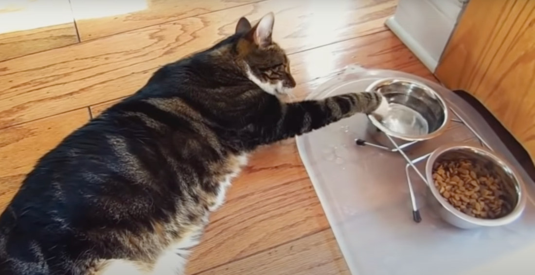 A Compilation Of Comfortable Cats Drinking Water Laying Down