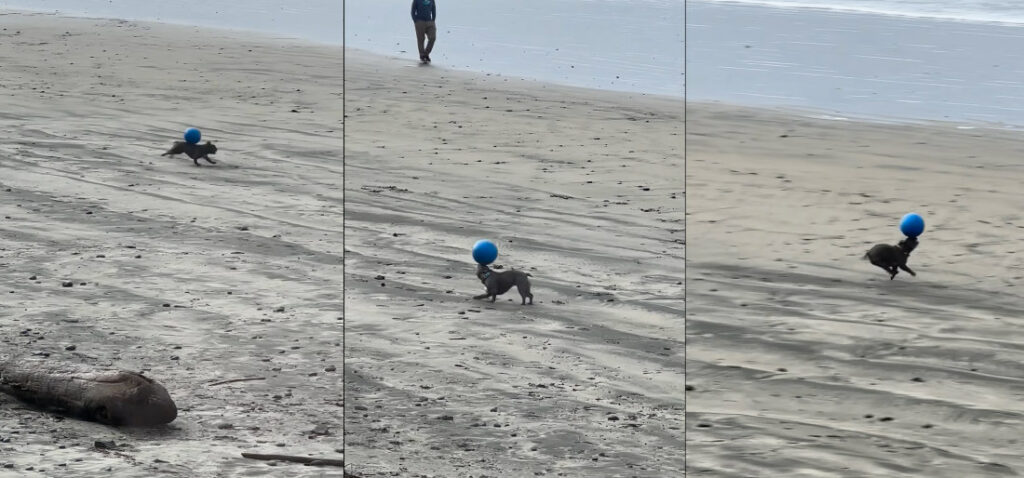 Dog Balances Ball On Nose And Back While Running On Beach