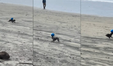 Dog Balances Ball On Nose And Back While Running On Beach