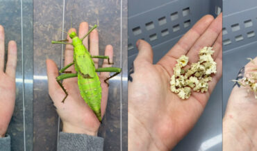 Jump Cuts From Eggs To Full Size Adult Insects