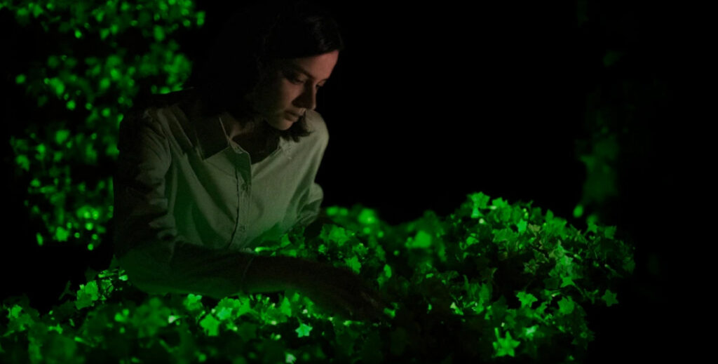 USDA Approves Sale Of Glowing Bioluminescent 'Firefly' Petunias Infused With Mushroom DNA