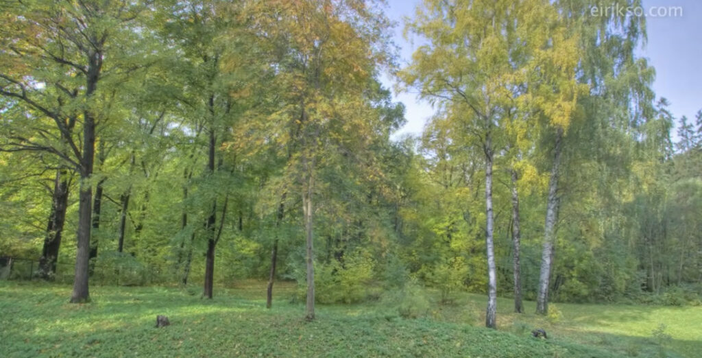 1 Year Timelapse Of A Forest In 40 Seconds