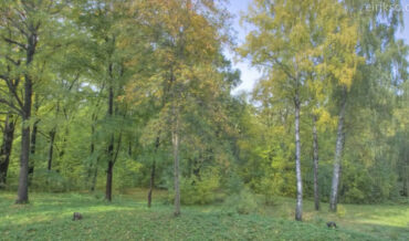 1 Year Timelapse Of A Forest In 40 Seconds
