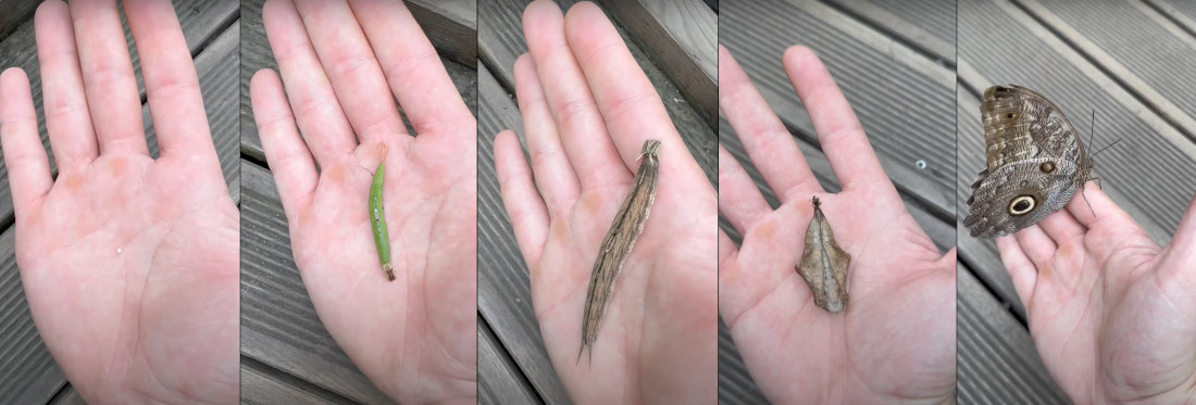 Lifecycle Of A Giant Owl Butterfly Captured On Human Hand