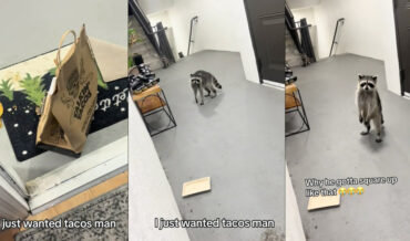 Raccoons Caught Stealing Tacos From Food Delivery At Apartment Door