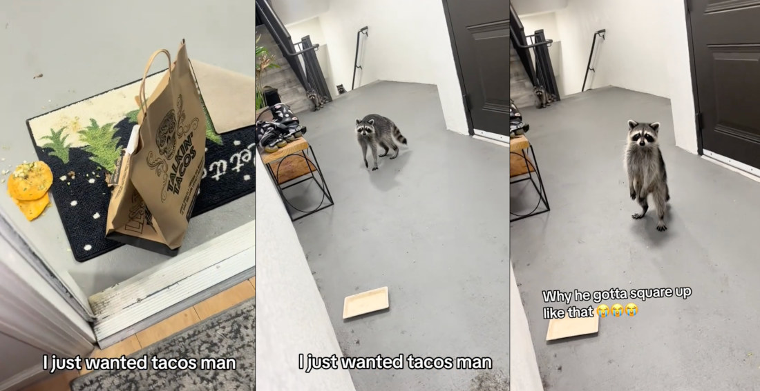 Raccoons Caught Stealing Tacos From Food Delivery At Apartment Door