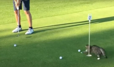 Cat Masterfully Blocks Golf Putts From Entering The Hole