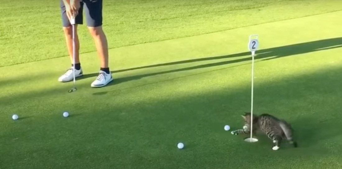 Cat Masterfully Blocks Golf Putts From Entering The Hole