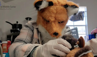 Wildlife Rehabilitator Wears Fox Mask While Nursing Baby Fox