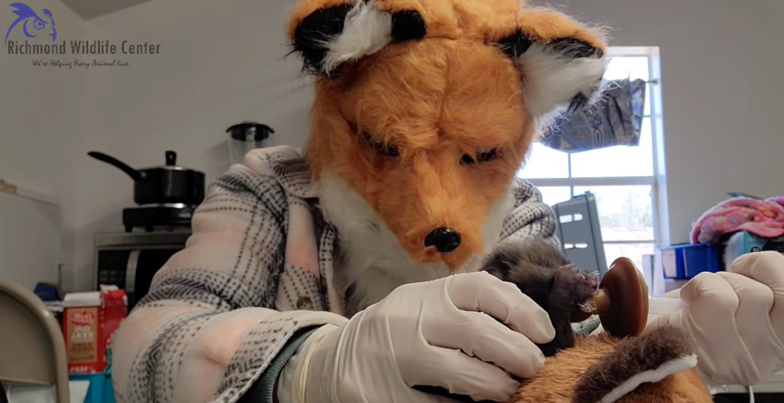 Wildlife Rehabilitator Wears Fox Mask While Nursing Baby Fox