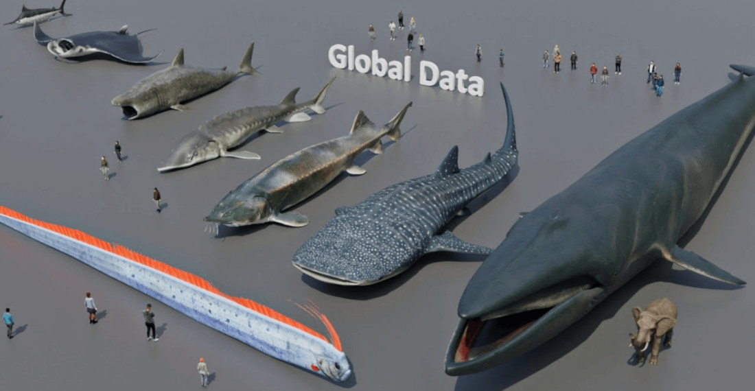 A Visual Comparison Of Fish Sizes, From 1cm To 30m
