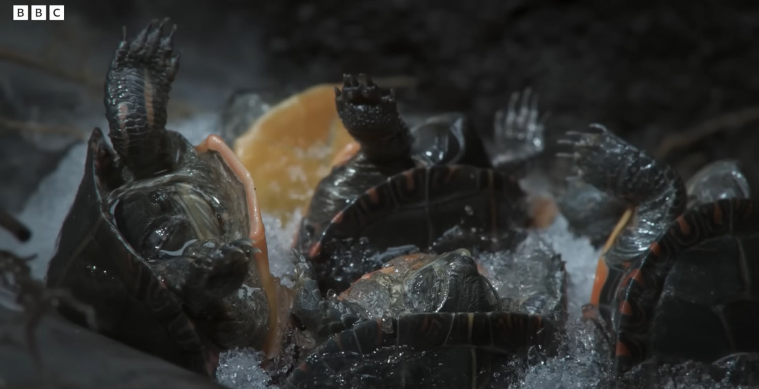 Video Of Frozen, Hibernating Turtles Defrosting As Spring Arrives