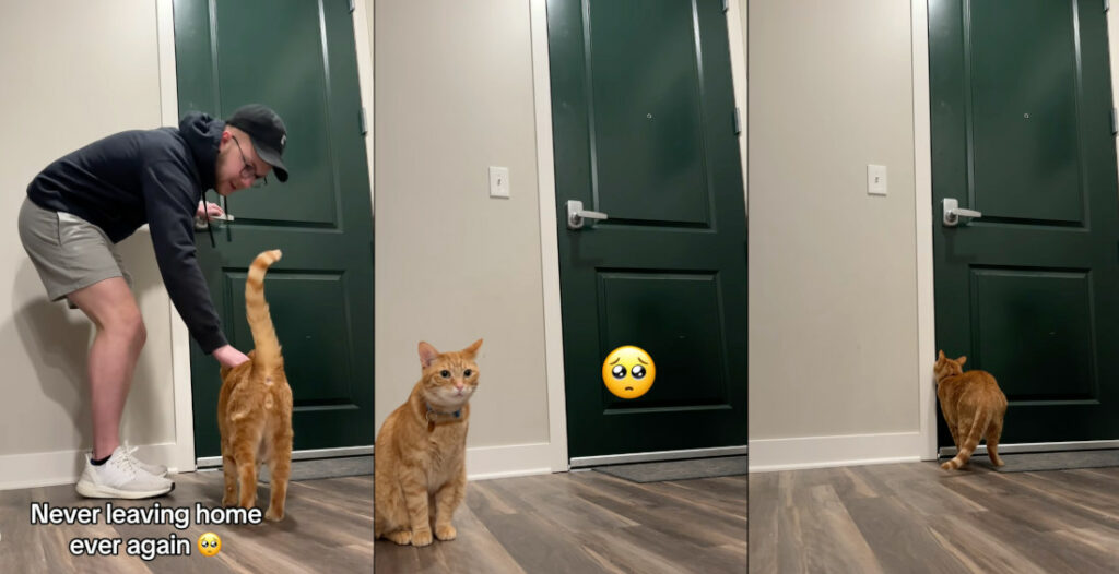 Man Sets Up Camera To See How His Cat Reacts When He Leaves The Apartment