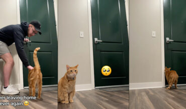 Man Sets Up Camera To See How His Cat Reacts When He Leaves The Apartment
