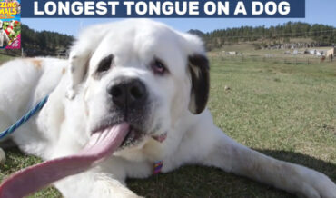 Mochi The St. Bernard Takes World Record For Longest Dog Tongue