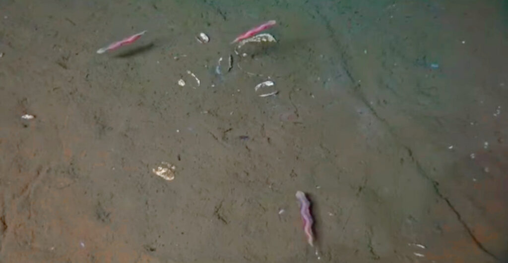 'Magic Carpet' Deep Sea Worms Filmed For The First Time