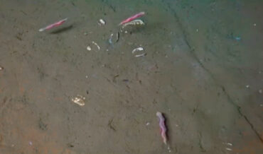 ‘Magic Carpet’ Deep Sea Worms Filmed For The First Time