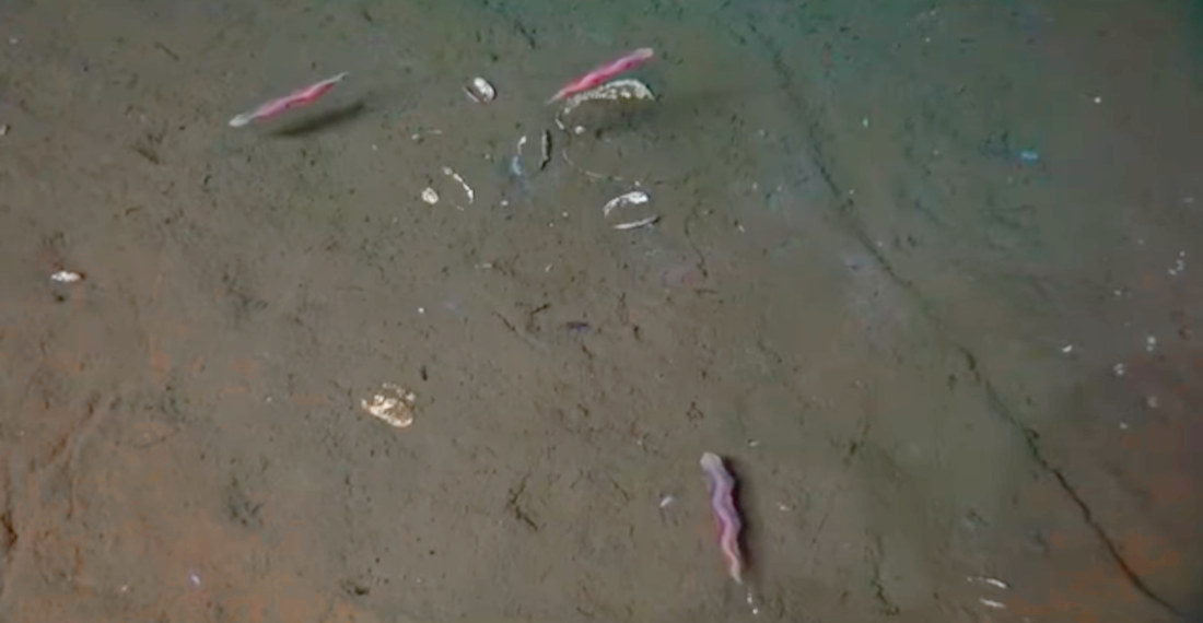 ‘Magic Carpet’ Deep Sea Worms Filmed For The First Time