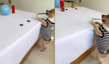 Sharpshooting Dog Hits 3 Targets In A Row With Rubber Bands