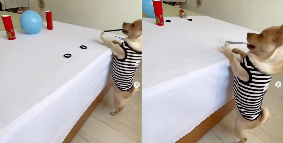 Sharpshooting Dog Hits 3 Targets In A Row With Rubber Bands