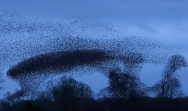 Stunning 4K Footage Of A Starling Murmuration At Dusk