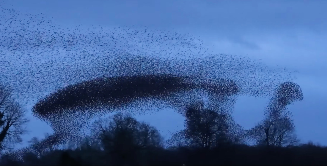 Stunning 4K Footage Of A Starling Murmuration At Dusk