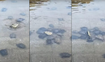 Turtle Power: Group Of Turtles Help Overturn Upside-Down Turtle In Pond