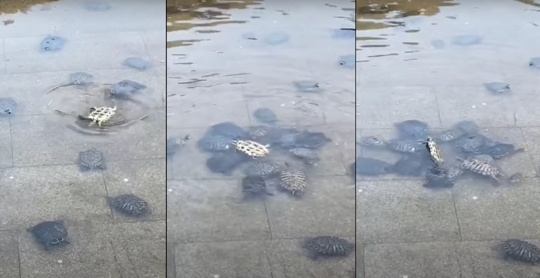 Turtle Power: Group Of Turtles Help Overturn Upside-Down Turtle In Pond