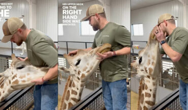 Chiropractor Provides Adjustment To Giraffe With Stiff Neck