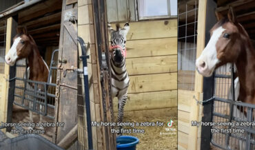 Horse Sees Zebra For The First Time
