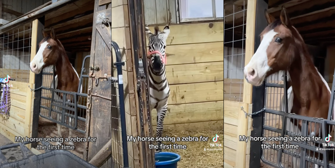 Horse Sees Zebra For The First Time