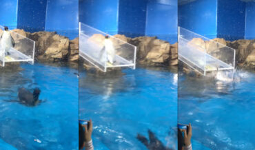 Penguin Slips And Falls Off Ramp Into Water