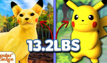 Comparing Pokemon To Real Animals That Weigh The Same