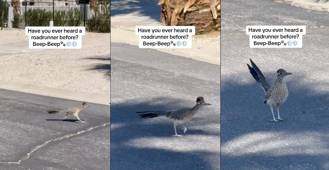 The Sound Roadrunner Birds Make In Real Life