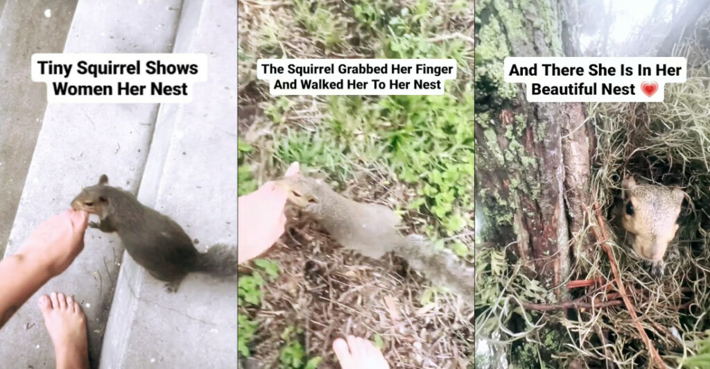 Squirrel Insists On Showing Woman Its Nest