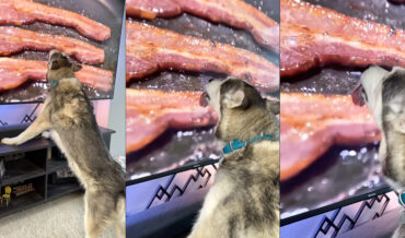 Dog Can’t Stop Licking Bacon On TV