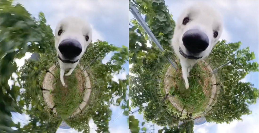 Dog Running Around With 360° Video Camera Makes Best Videos Ever
