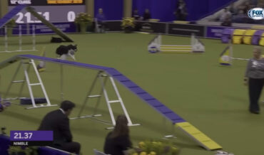 Mutt Absolutely Smokes Agility Course At Westminster Dog Show