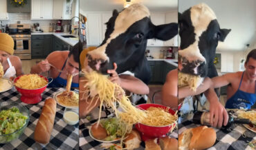 Trying To Eat Your Spaghetti Dinner With A Cow In The Kitchen
